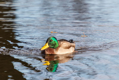 Duck swimming in lake