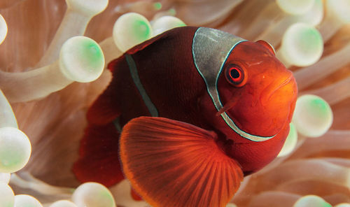 Close-up of fish swimming in sea