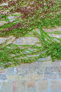 Close-up of ivy on wall