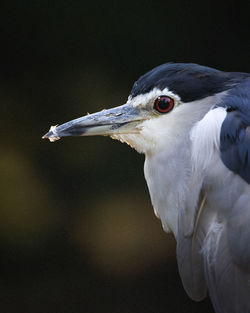 Close-up of black-crowned night heron