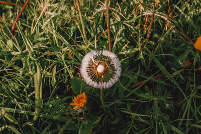 High angle view of dandelion on field