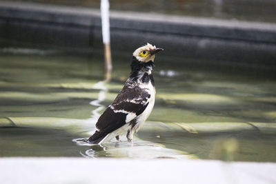 Close-up of bird perching on a lake