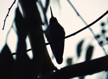 Low angle view of bird perching on branch