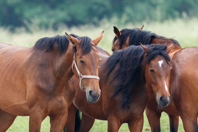 Horses standing in ranch