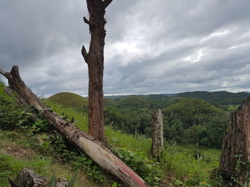 Trees on landscape against sky