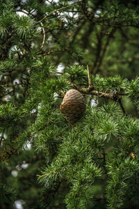 Low angle view of tree