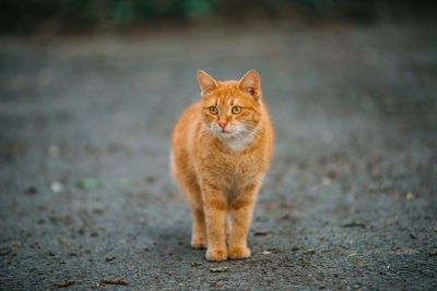 Portrait of cat on road