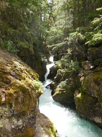 River flowing through rocks in forest