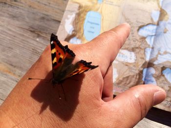 Cropped image of hand with butterfly pointing towards map at dyrhaugsryggen