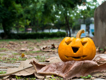 Close-up of pumpkin on autumn leaves