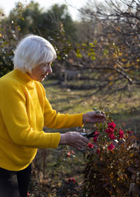 An attractive elderly woman in yellow sweater is cutting roses in garden. autumn pruning of plants.