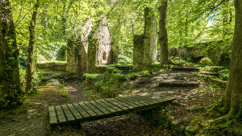 Trees and plants in forest