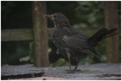 Close-up of bird perching