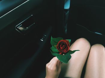 High angle view of woman holding rose