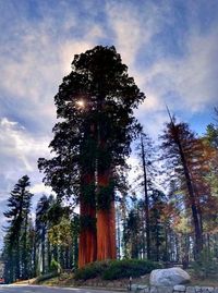 Low angle view of trees in forest against sky