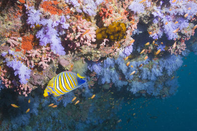 View of fish swimming in sea