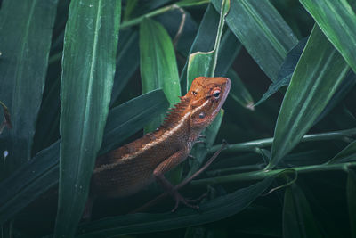 Close-up of lizard