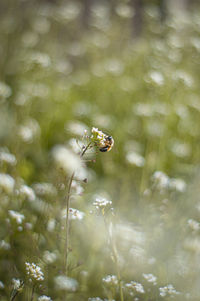 Bee in a flower field 