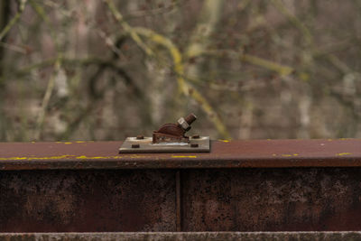 Bird perching on railing against wall