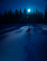 Mystical swedish winter wilderness, nocturnal snowscape under the dark sky in northern europe