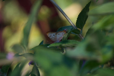 Close-up of insect on flower