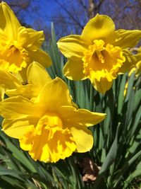 Close-up of yellow flower