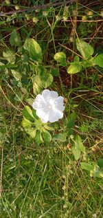 High angle view of white flowering plant on land