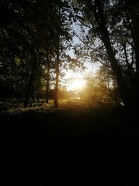 Sunlight streaming through trees in forest