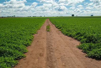 Scenic view of agricultural field against sky