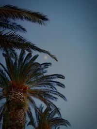 Low angle view of palm tree against clear sky