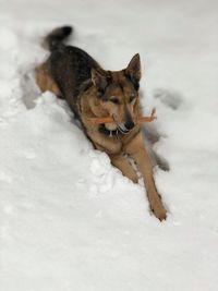 Dog in a snow