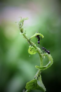 Close-up of insect on leaf