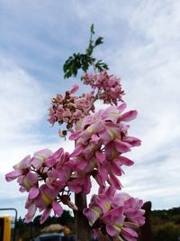 Close-up of pink flowering plant against sky