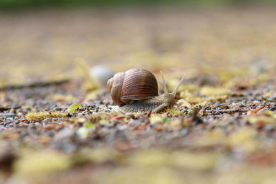 Close-up of snail on land