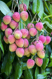 Close-up of strawberries