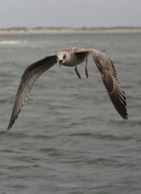 Seagulls flying over sea