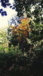 Low angle view of trees