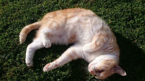 High angle view of cat lying on grass