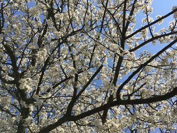 Low angle view of cherry blossoms against clear sky