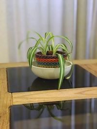 Close-up of potted plant on table