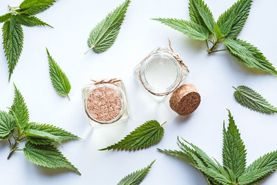 Close-up of leaves on white background