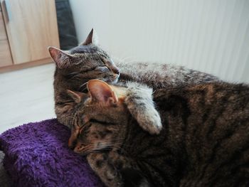 Cat sleeping on bed at home