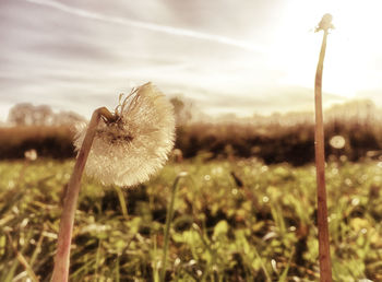 Close-up of dandelion on grassy field against sky