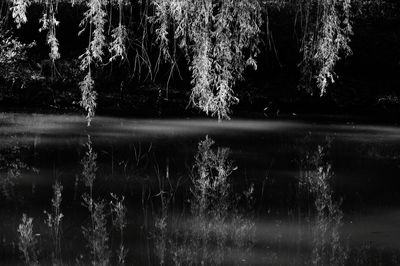 Trees by lake in forest