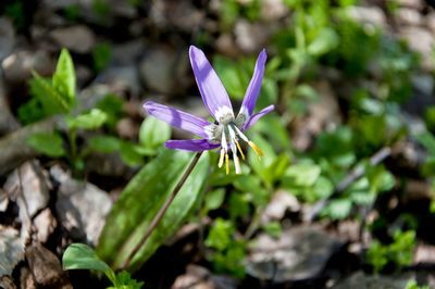 Close-up of purple flower