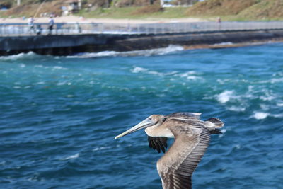 Seagull flying over sea