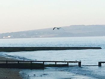 Bird flying over sea against clear sky