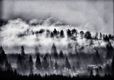 Panoramic view of trees in forest against sky