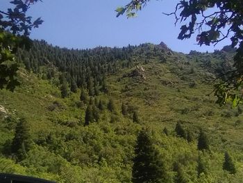 Scenic view of forest against sky