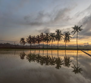 Scenic view of palm trees against sky during sunset